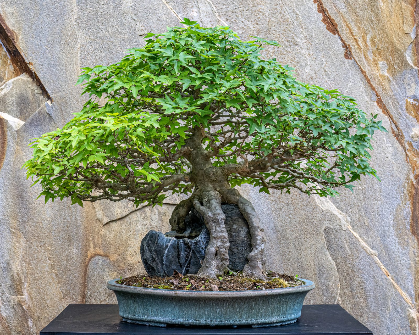 Unveiling Big Bonsai News Longwood Gardens